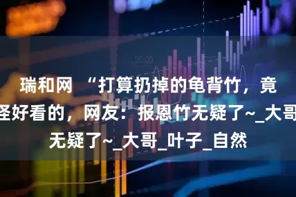 瑞和网  “打算扔掉的龟背竹，竟开花了”，怪好看的，网友：报恩竹无疑了~_大哥_叶子_自然