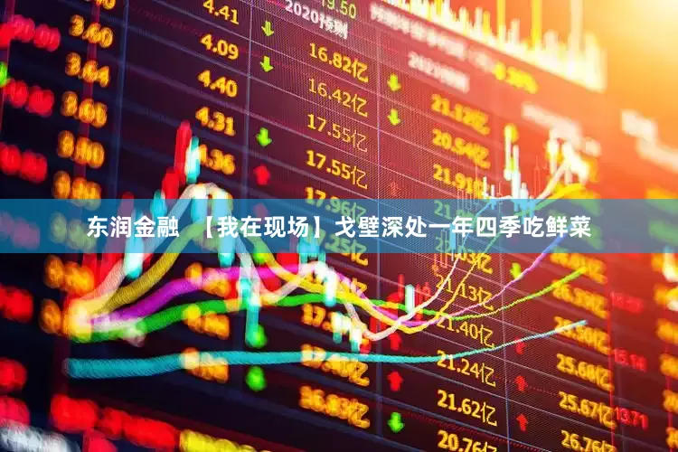 东润金融  【我在现场】戈壁深处一年四季吃鲜菜